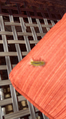 Lophocampa