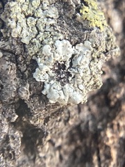 Physcia americana