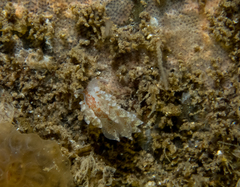 Amphorina pallida