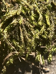 Hygroamblystegium varium