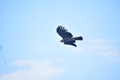 Ictinaetus malaiensis