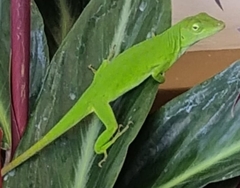 Anolis biporcatus