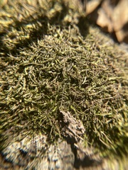 Hygroamblystegium varium
