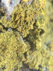 Polycauliona candelaria