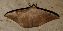 Oxydia trychiata