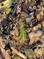 Carex pensylvanica