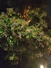 Ligustrum japonicum
