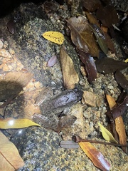 Limnonectes blythii