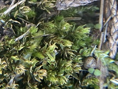 Ptychostomum pseudotriquetrum