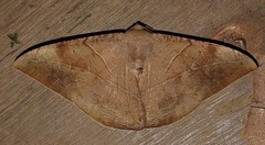 Oxydia trychiata