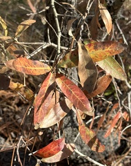 Quercus incana