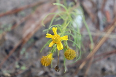 Helenium amarum