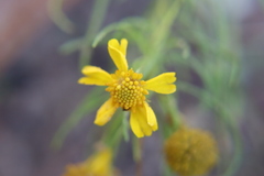 Helenium amarum