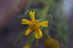 Helenium amarum
