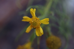 Helenium amarum