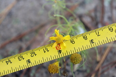 Helenium amarum