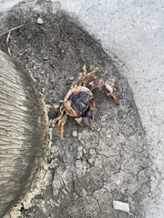 Gecarcinus lateralis