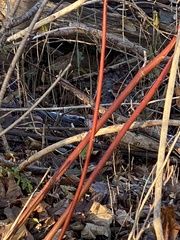 Aurantioporthe corni