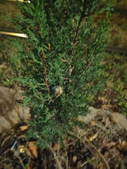 Cupressus sempervirens