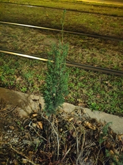 Cupressus sempervirens