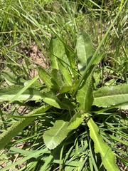 Saniculeae