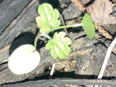 Lamium