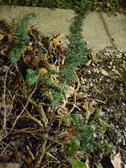 Cupressus sempervirens