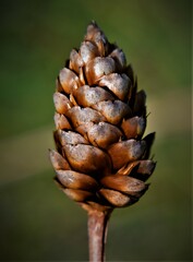 Xyris ambigua