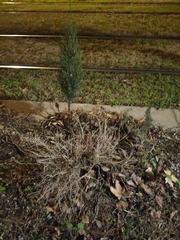 Cupressus sempervirens