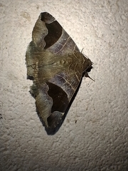 Bastilla joviana