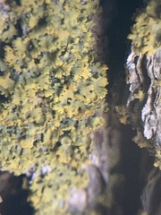 Xanthomendoza ulophyllodes