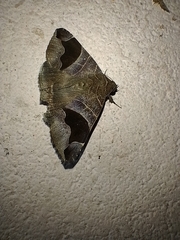 Bastilla joviana