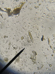 Naviculales