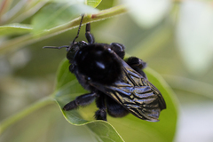 Bombus pauloensis
