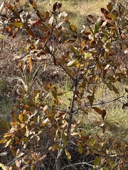 Quercus incana
