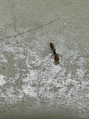Pseudomyrmex