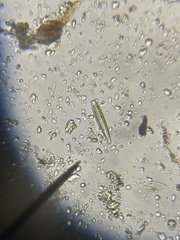 Naviculales