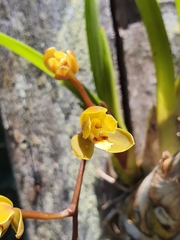 Cymbidium madidum