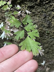 Adiantum