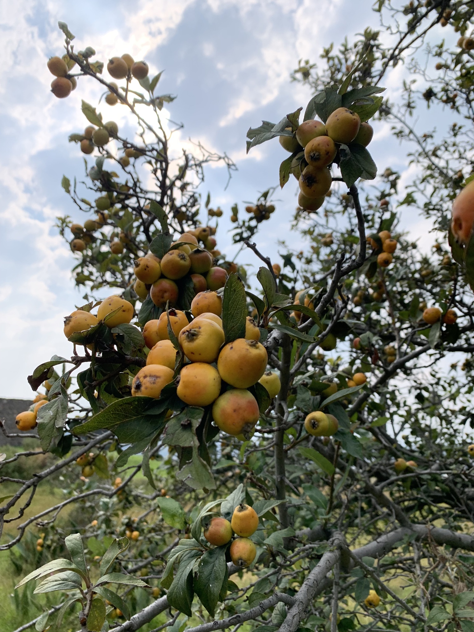 Tejocote fruit and leaves on the tree