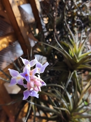 Anoplophytum