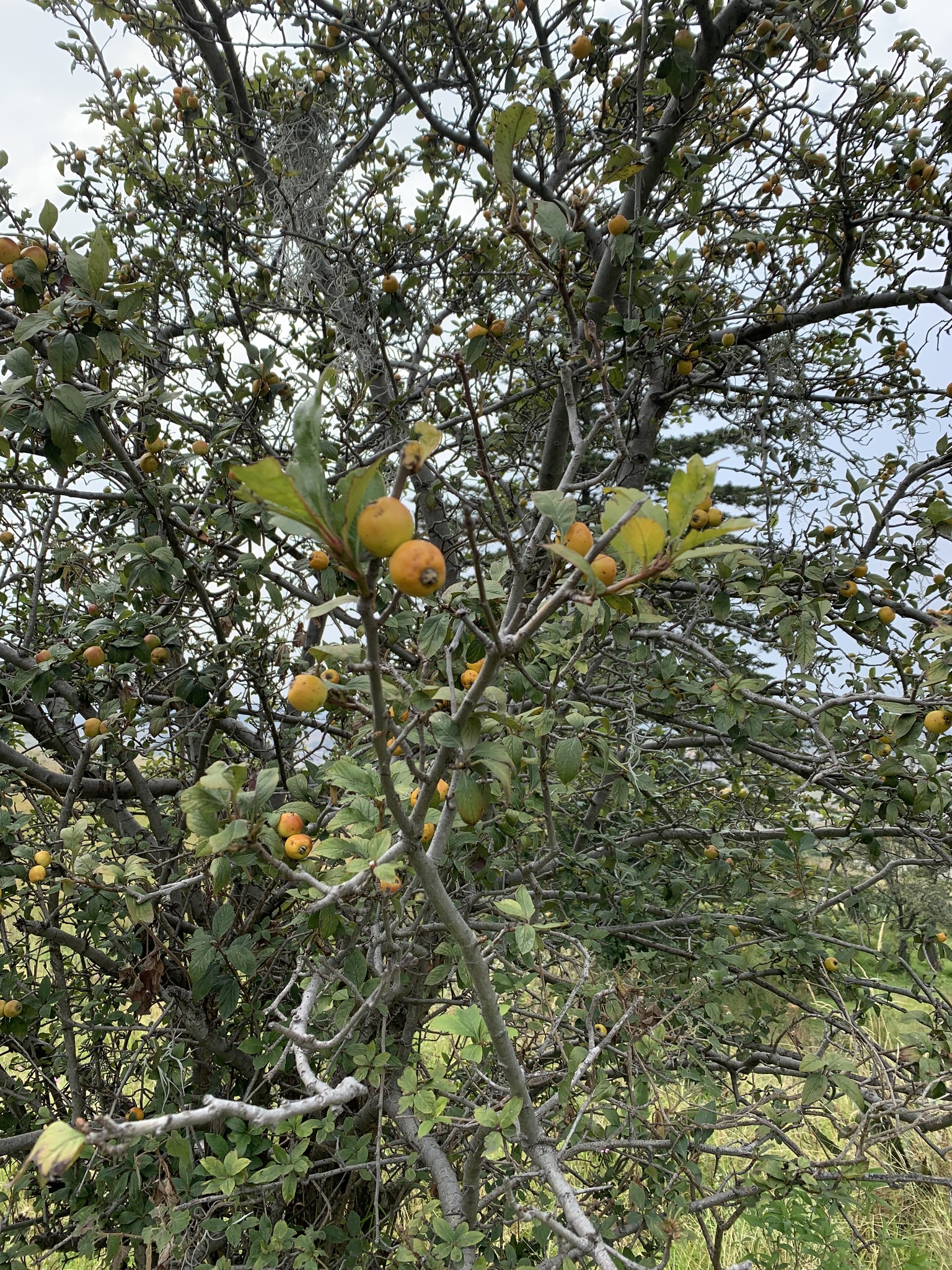 Close-up of tejocote plant foliage and fruit
