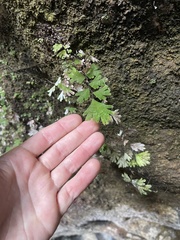 Adiantum