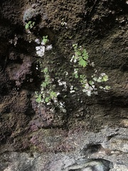 Adiantum