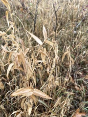 Chasmanthium latifolium