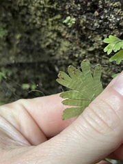 Adiantum