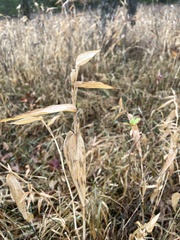Chasmanthium latifolium
