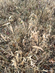 Chasmanthium latifolium