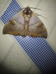 Pterocyclophora pictimargo