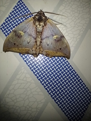 Pterocyclophora pictimargo